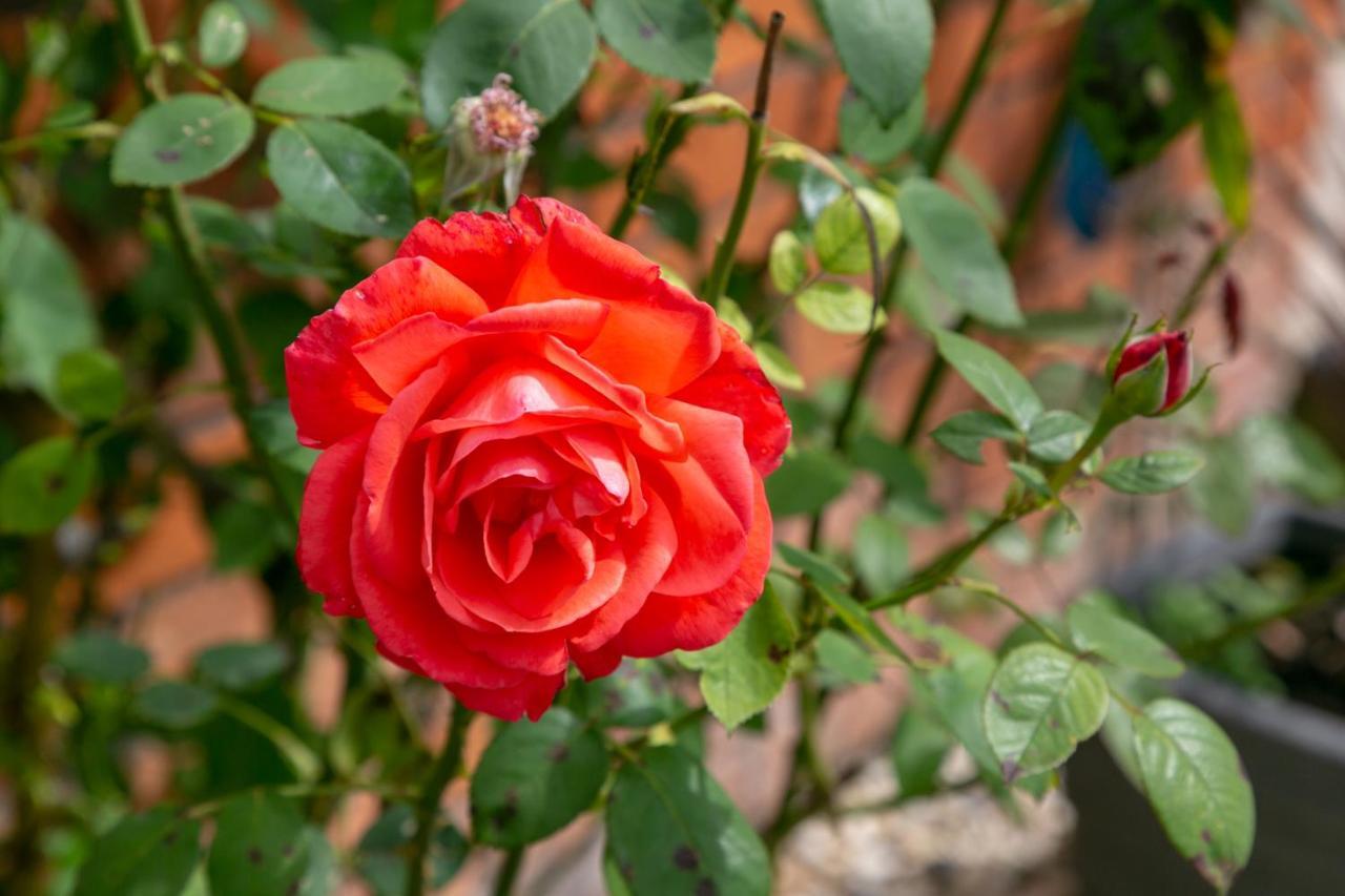 The Garden House Grittleton Bed & Breakfast エクステリア 写真